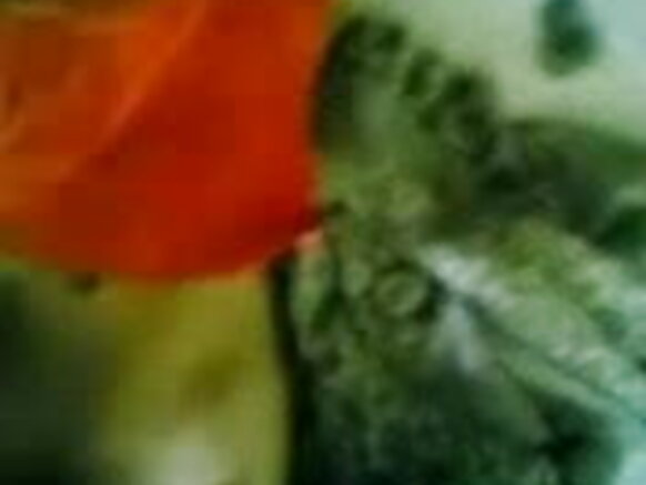 Yumma-gooto mbelɗo, Tits e Pussy, Show mbelɗo - JP SPL